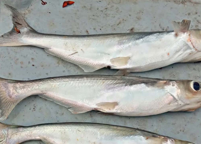 5 Manfaat Ikan Juaro yang Luar Biasa, Salah Satunya Baik untuk Kesehatan Kulit