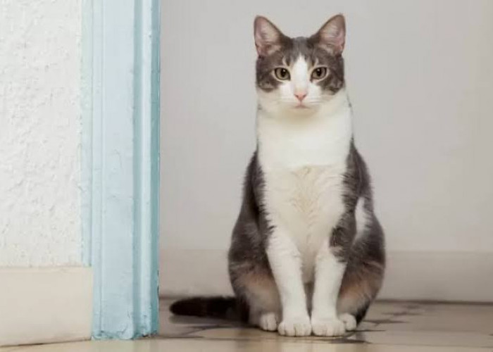 5 Manfaat Memelihara Kucing di Rumah, untuk Hidup Lebih Bahagia
