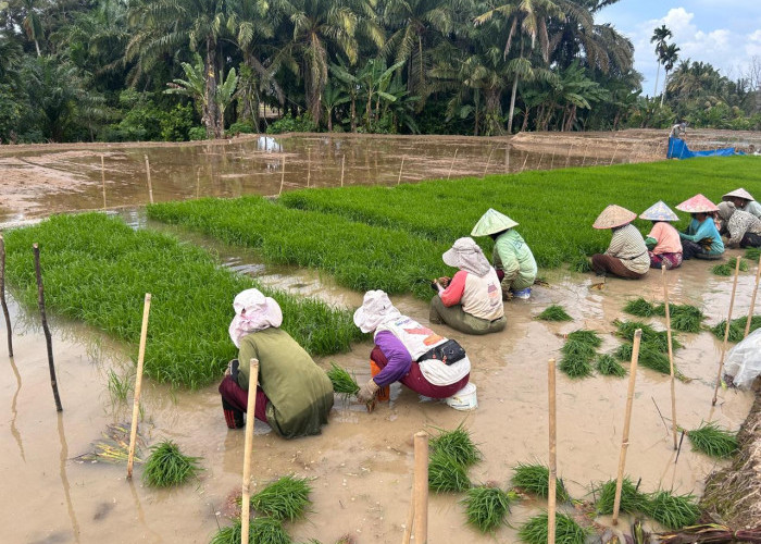 Petani Mukomuko Keluhkan Sulit Mencari Tukang Tanam Padi