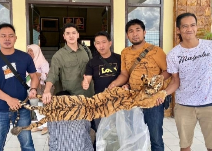 Tim Tungau Kerinci Ungkap Perdagangan Kulit Harimau Lintas Provinsi