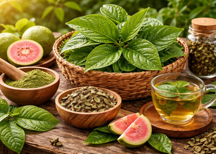 Daun Jambu Biji: Obat Tradisional yang Ampuh untuk Pencernaan dan Kaya Antioksidan