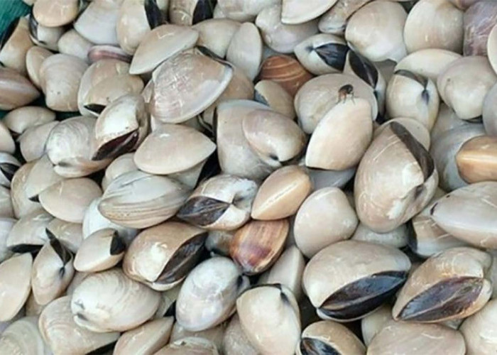 Kaya Akan Nutrisi, Inilah Berbagai Manfaat Kerang Kapah Bagi Kesehatan