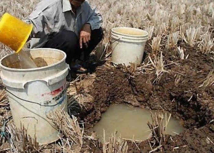 Mengurangi Dampak El Nino Petani Lakukan Ini