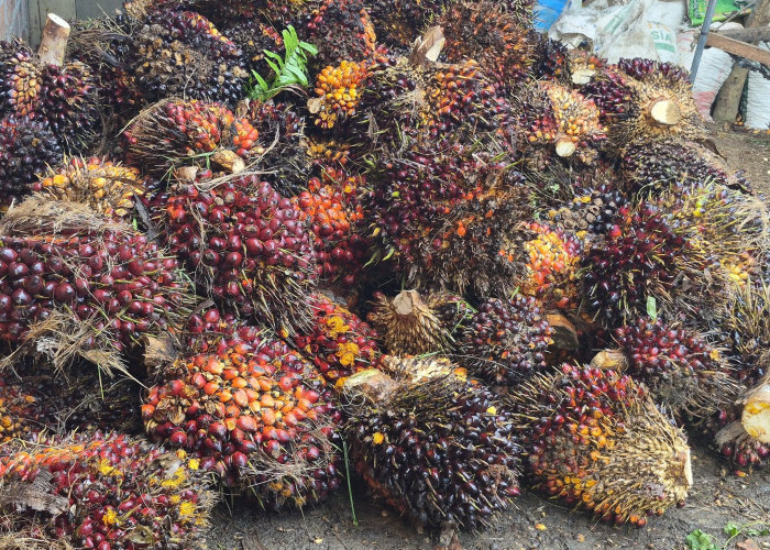 Petani Mukomuko Soroti Harga Sawit, Nilai Jual Masih Tertinggal dari Daerah Lain
