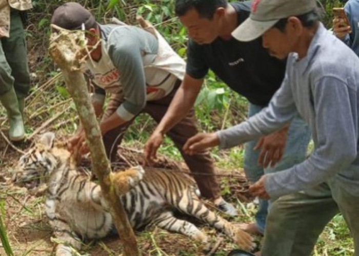 Harimau Sumatera Akhirnya Mati, Setelah Kaki dan Lehernya Terikat