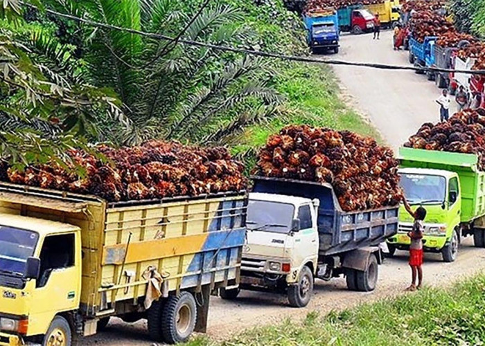 Harga TBS Tertinggi di Pabrik di Mukomuko Rp 2.840 Per-Kg