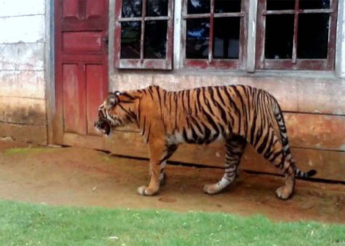 5 Cara Menghindari Serangan Harimau, Jangan Membelakang dan Pipis Sembarangan