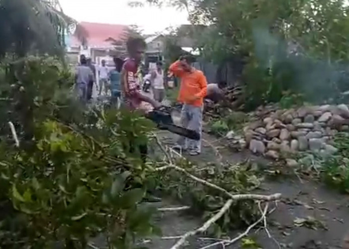Pohon Tumbang Ganggu Akses Jalan di Mukomuko Sudah Ditangani 