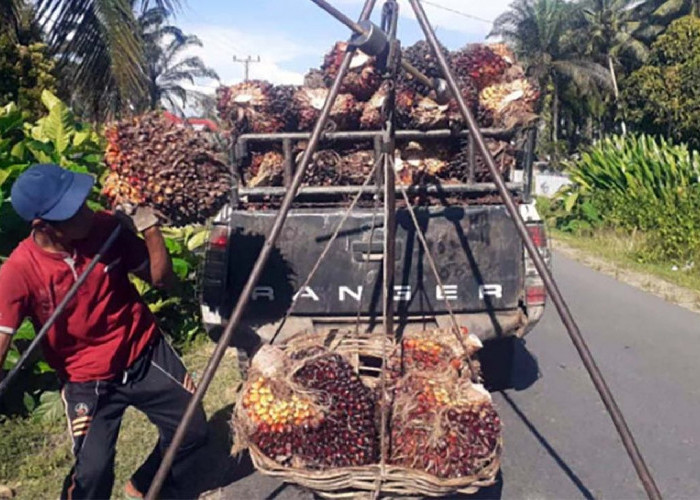 Ketetapan Provinsi Rp 2.893 Per-kg, Harga TBS di Mukomuko Turun Hingga Rp 2.500 Per-kg 
