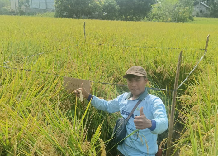 Hasil Panen Padi Meningkat Signifikan Berkat Teknologi PT Biotis Agrindo
