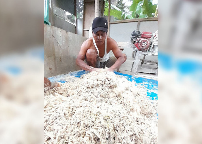 Batang Pisang untuk Pakan Ayam