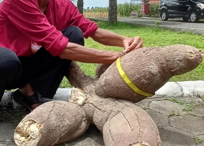 Macam-Macam Ubi Kayu Atau Singkong Yang Jarang Diketahui, Ada Yang Sebesar Gajah