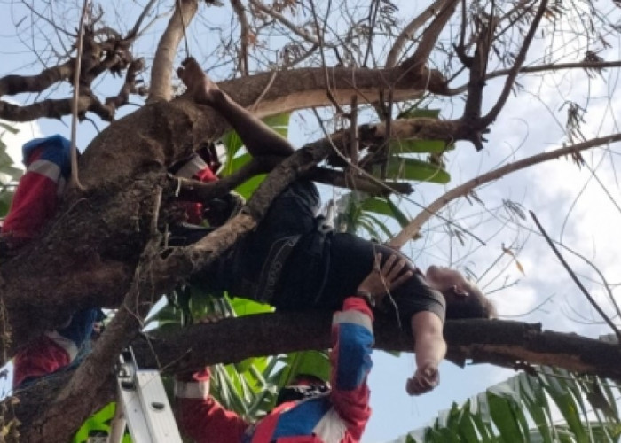 Seorang Pemuda di Jakarta Barat Tertidur di Atas Pohon