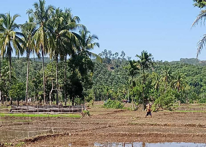 2023, Distan Usul Program Cetak Sawah Baru di XIV Koto