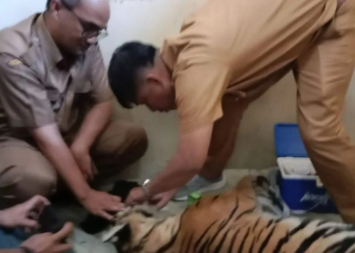 Harimau Sumatera Mati Terjerat, BKSDA Sumbar Larang Warga Pasang Jerat