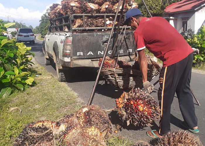 Trending Topik Obrolan Mak-mak: Selama Mukomuko Dipimpin Sapuan – Wasri Harga Sawit Stabil   