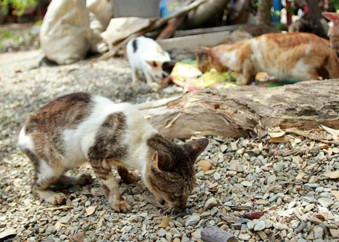 Penyuka Hewan Pasti Suka, Ternyata Ada Pulau di Indonesia yang Isinya Cuma Kucing, Mau Liburan Kesana?