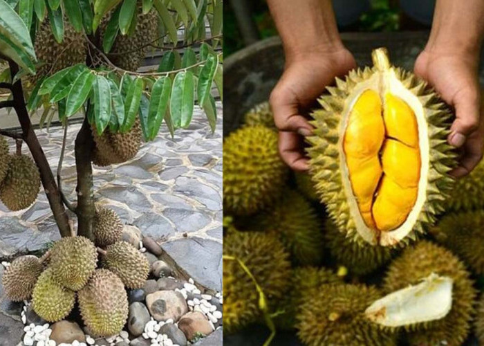 Jenis-Jenis Durian Unggul Yang Cepat Berbuah, Cocok Ditanam Sekarang