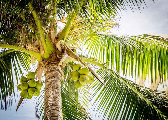 Tak Hanya Buahnya, 5 Manfaat Dari Daun Buah Kelapa 