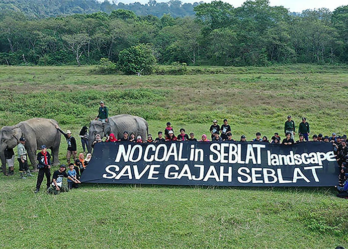 Tambang Batu Bara Ancam Populasi Gajah Sumatera di Bengkulu