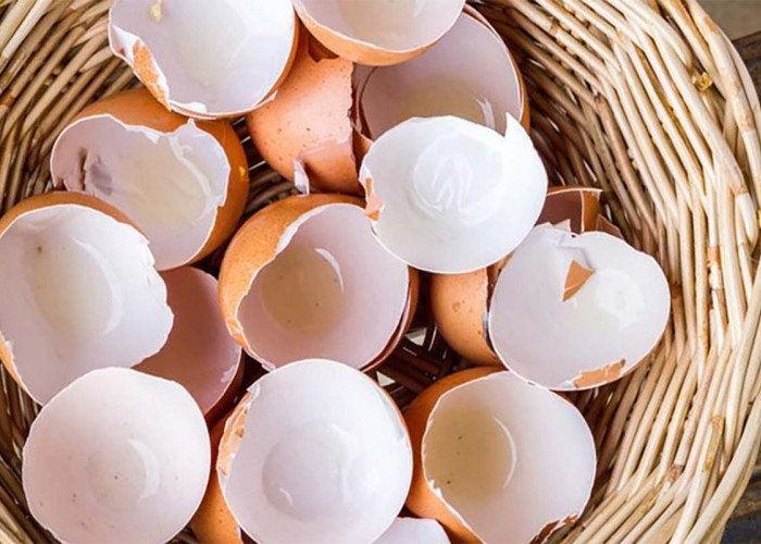 Manfaat Cangkang Telur yang Dianggap Sampah, Bisa Diolah Untuk Tubuh dan Pupuk