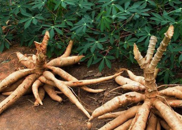 Inovasi Rasa dari Akar Bumi: Mengolah Singkong Menjadi Sajian Mewah dan Kreatif