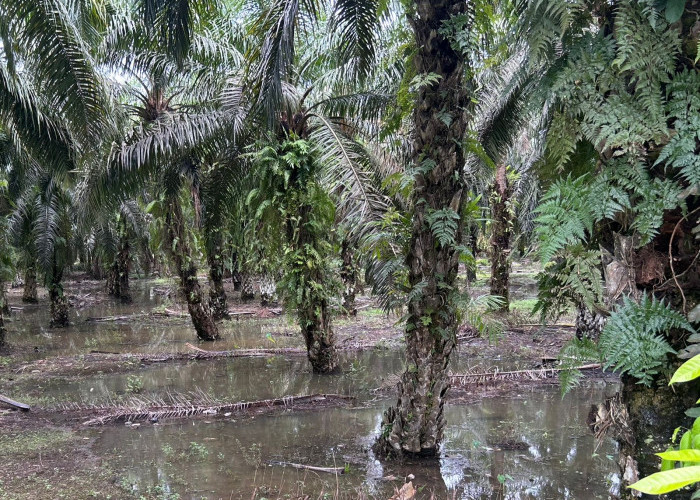 Air Sungai Teramang Meluap, 37 Rumah di Kecamatan Pondok Suguh Terendam