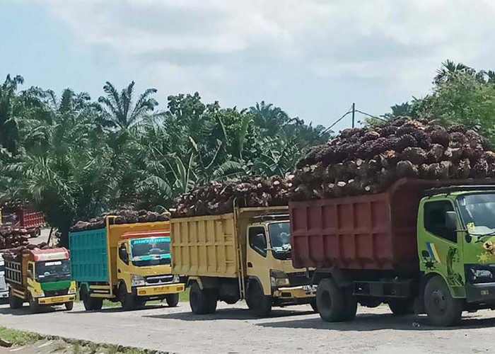 Jelang Pemilihan Bupati, Harga TBS Sawit Tembus Rp 3.000 Per-kg