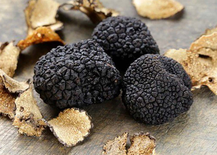 Mengenal Jamur Truffle: Jamur Termahal di Dunia