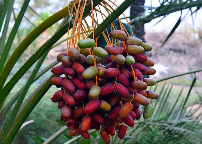 Jangan Salah Pilih! Inilah Panduan Lengkap Memilih Kurma Berkualitas untuk Kesehatan Keluarga