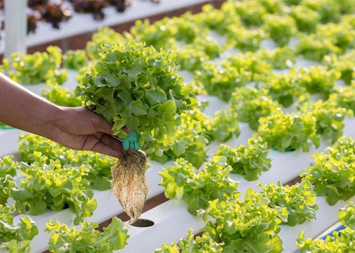 7 Keunggulan Hidroponik yang Bikin Bertani di Lahan Sempit, Apakah Ini Masa Depan Pertanian Modern?