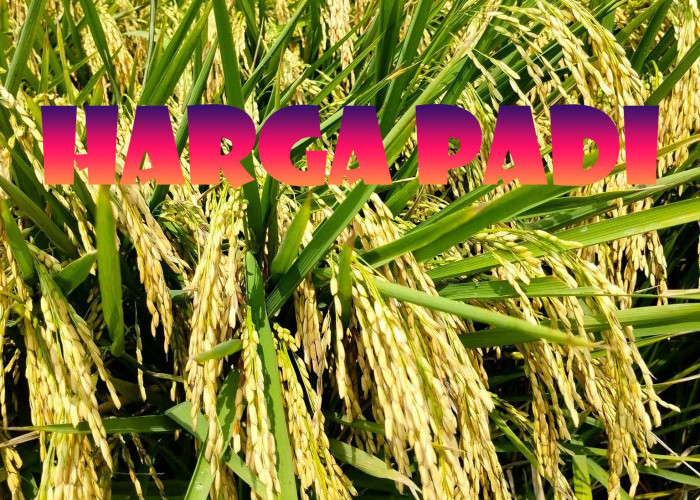 Harga Pasar Gabah Lewati HPP Pemerintah, Petani Padi Semakin Sejahtera