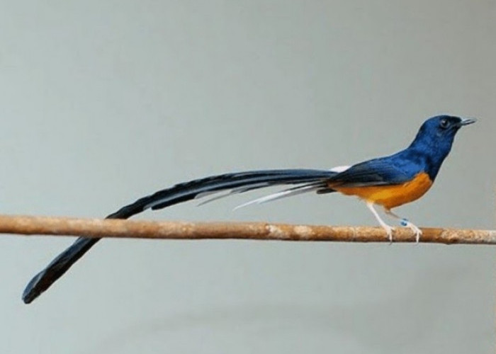 Ini Fakta Menarik, Burung Murai Batu Bisa Dipelihara Hingga Umur 20 Tahun, Pilih Jenis Ini