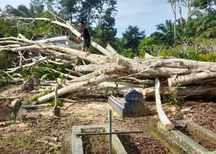 Hujan Disertai Badai Terjang Mukomuko, Sejumlah Pohon Tumbang