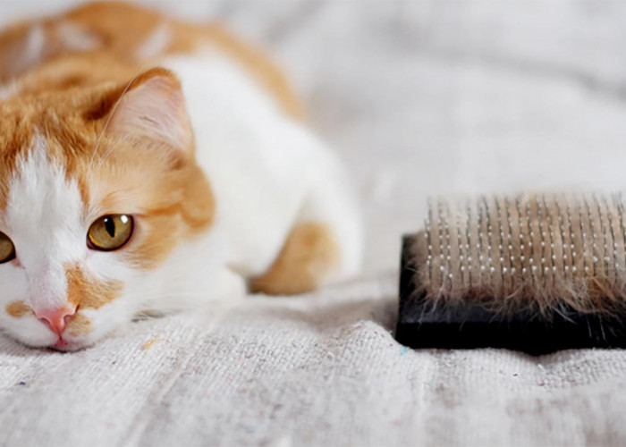 Tips Mudah Membersihkan Bulu Kucing yang Menempel di Perabotan Rumah