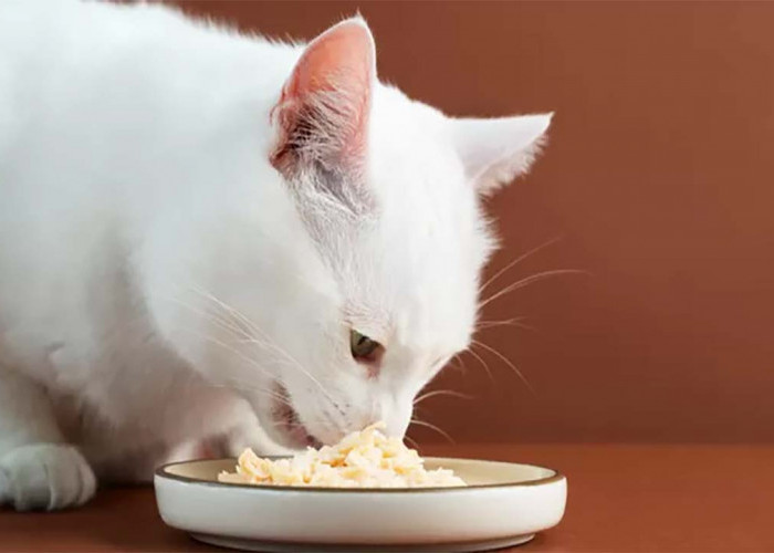 Bolehkah Kucing Makan Nasi? Ini Menurut Dokter Hewan