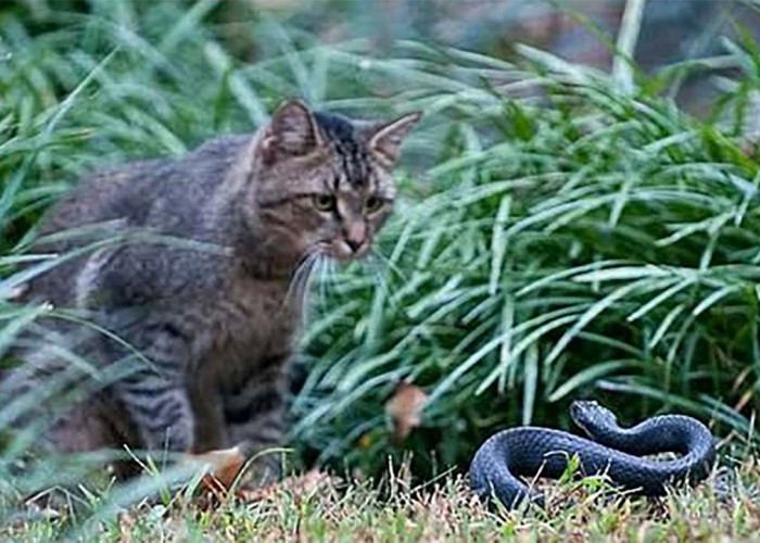 Benarkah Ular Takut Dengan Kucing? Ini Faktanya