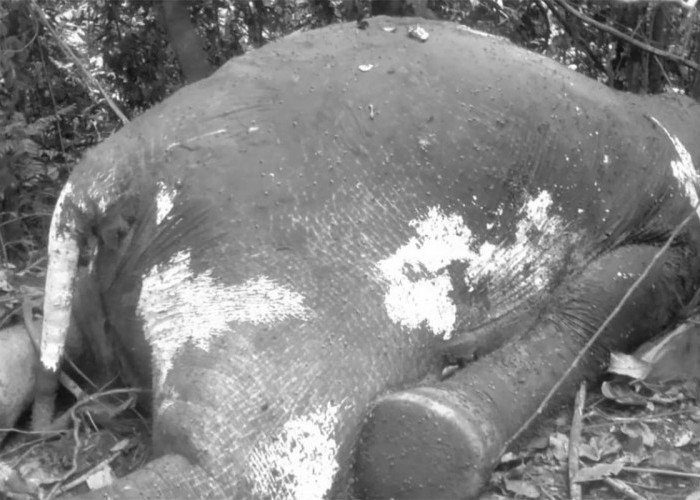 Gajah Ditemukan Mati di Mukomuko, Diduga Ada Kegiatan Perburuan Ilegal