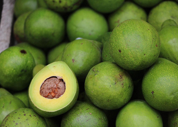 Benarkah Buah Alpukat Membuat Gemuk? Berikut Manfaat Buah Alpukat Untuk Berat Badan