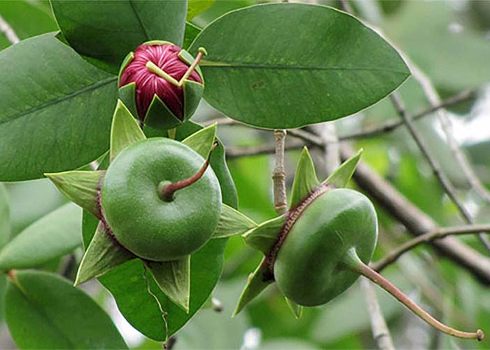 Sering tak Dianggap, Inilah Segudang Manfaat dari Pedada, Buah Tumbuhan Mangrove