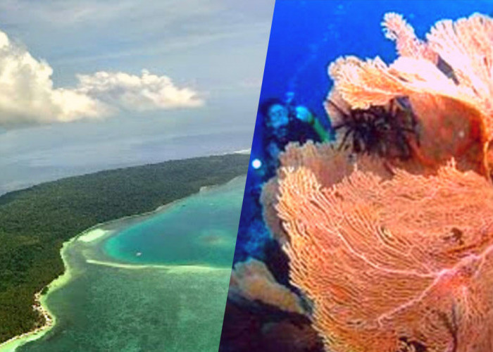 Bak Surga Tersembunyi, Inilah Keindahan Alam Bawah Laut Pulau Owi yang Eksotis 