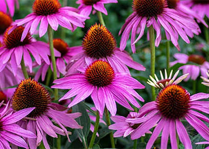 Si Ungu yang Cantik! Inilah Manfaat Echinacea Bagi Kesehatan Tubuh