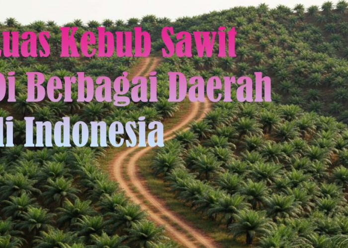 Daerah Provinsi Dengan Kebun Sawit Terluas dan Paling Sedikit di Indonesia