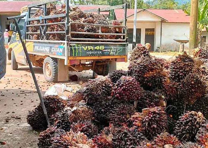 Harga CPO dan Kanel Naik, Harga TBS Sawit di Mukomuko Mencapai Rp 2.890 Per-Kg