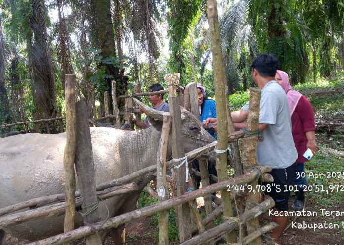 Dinas Pertanian Mukomuko Temukan Kendala Atasi Wabah SE di Dua Kecamatan, Ribuan Ternak Terancam Mati