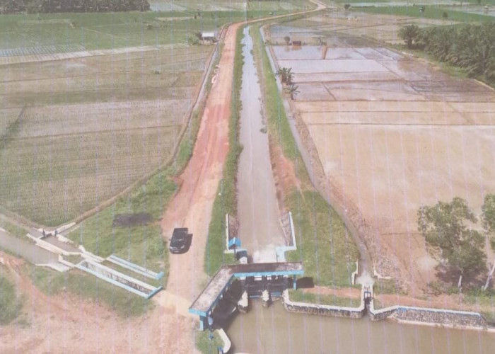 Mukomuko Miliki Lahan Sawah Produktif yang Cukup Luas, Ini Faktanya