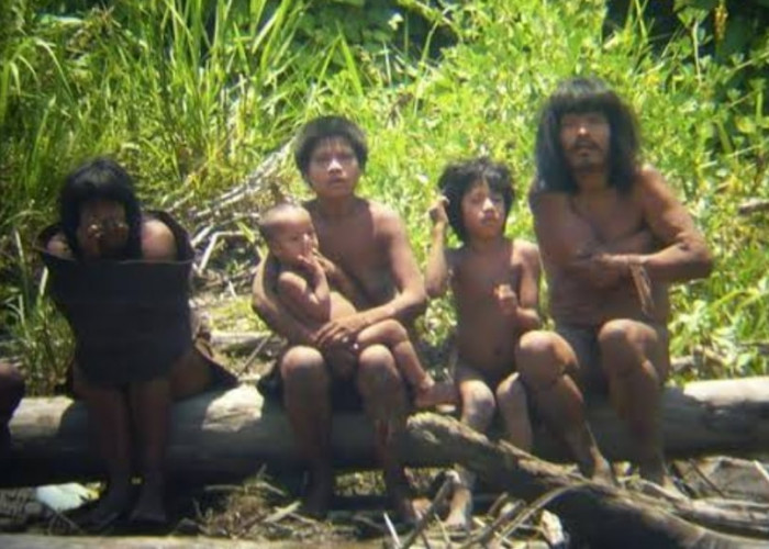 Suku Piripkura Suku Populasi Paling Sedikit Di Muka Bumi, Bertahan Hidup Di Tengah Perluasan Peternakan