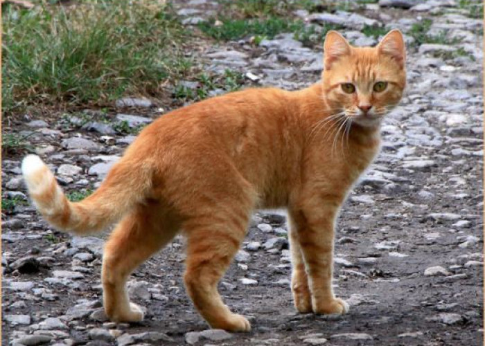 Pahlawan Berbulu Oranye: Kisah Inspiratif Kucing Oren yang Mengubah Jalan Hidup Manusia