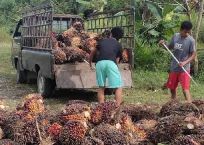 5 Alasan Harga TBS Kelapa Sawit Bisa Naik, Petani Harus Mengetahui