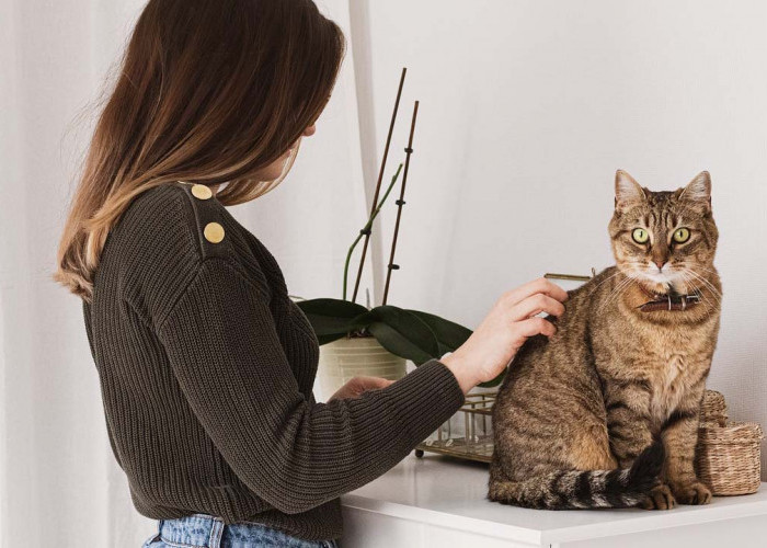 6 Ras Kucing yang Ramah dan Penyayang Bisa Menjadi Sahabat di Rumah